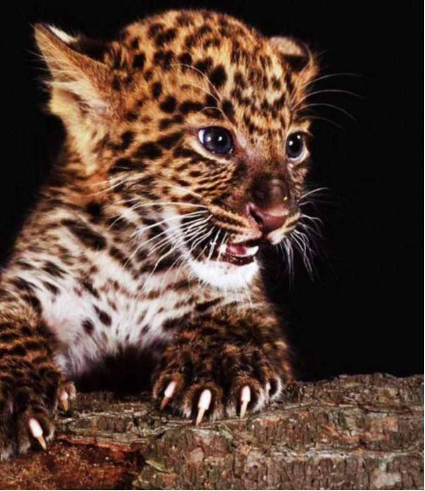 Wild Cub 30 x 40cm Diamond Dot