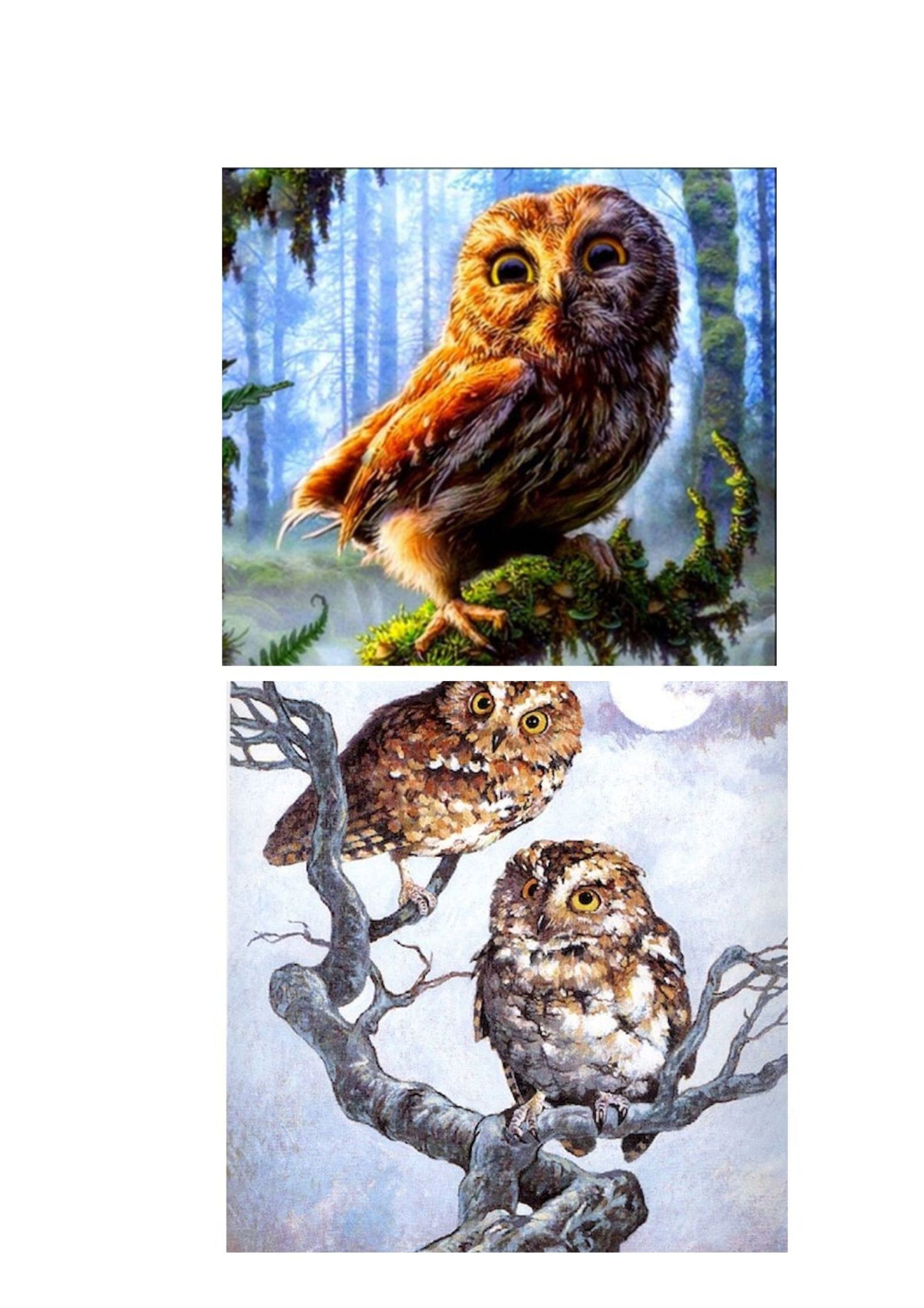 Set of 2 Paint By numbers - Curious Owl & Owls in the snow